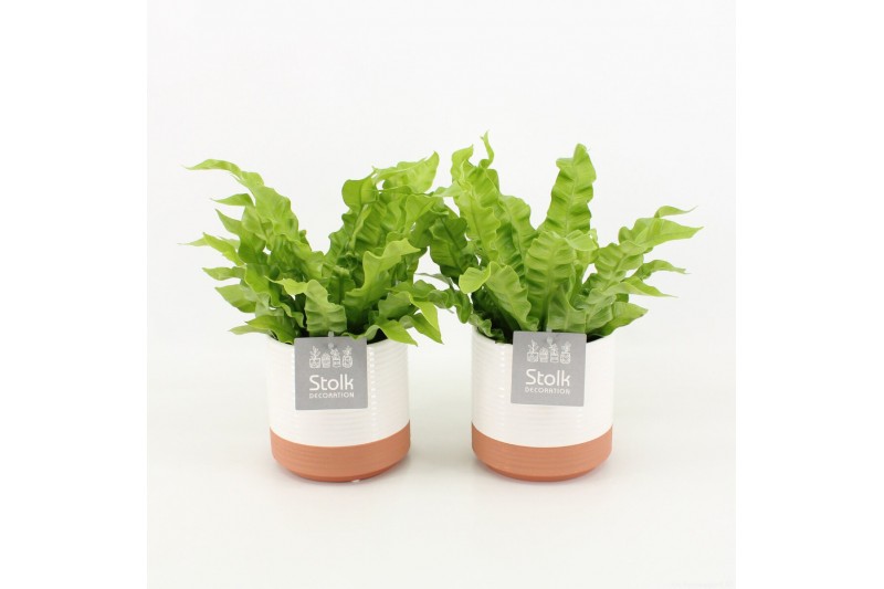Asplenium nidus crispy wave in milou keramiek 