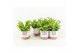 Asplenium nidus crispy wave in milou keramiek 