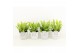 Asplenium nidus crispy wave in star pot 