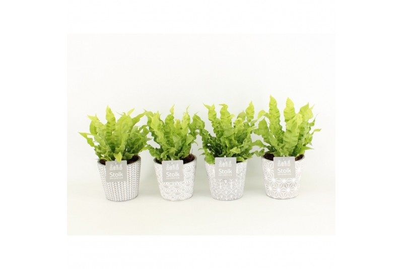 Asplenium nidus crispy wave in star pot 