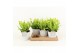 Asplenium nidus crispy wave in star pot 