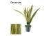 Sansevieria trifasciata aubrytniana lauren decorum 