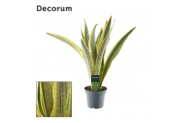 Sansevieria trifasciata aubrytniana lauren decorum