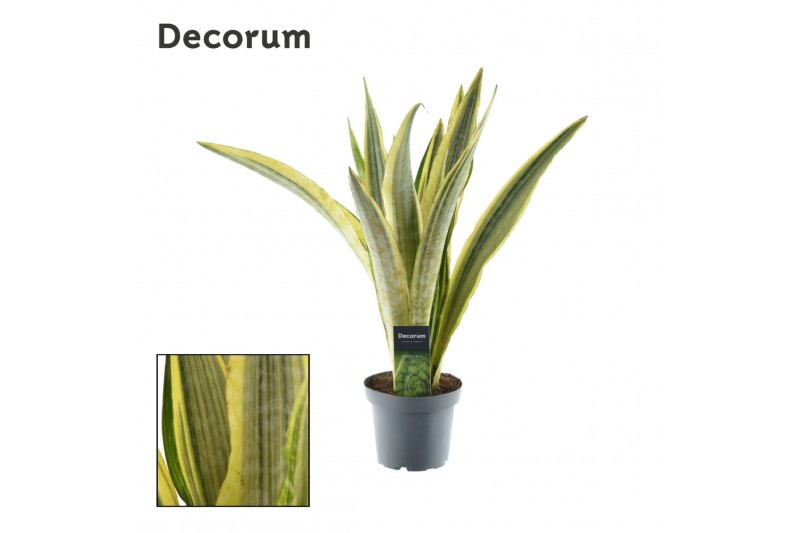 Sansevieria trifasciata aubrytniana lauren decorum 