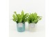 Asplenium nidus crispy wave in tess keramiek 