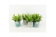Asplenium nidus crispy wave in tess keramiek 