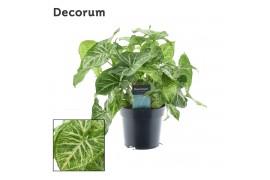 Syngonium arrow decorum