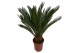 Cycas revoluta 12 + blad 15 blad 