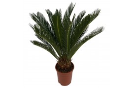 Cycas revoluta 12 + blad 15 blad