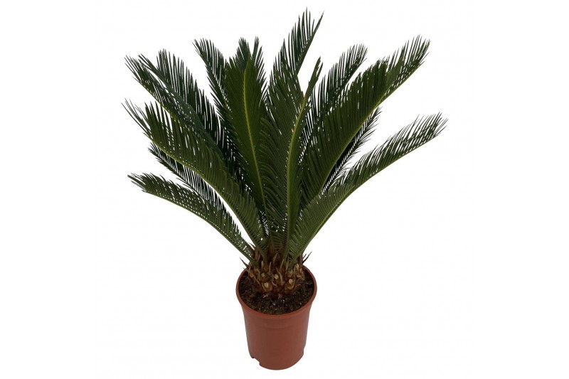 Cycas revoluta 12 + blad 15 blad 