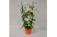 Gloriosa superba rothschildiana boog oranje tst 