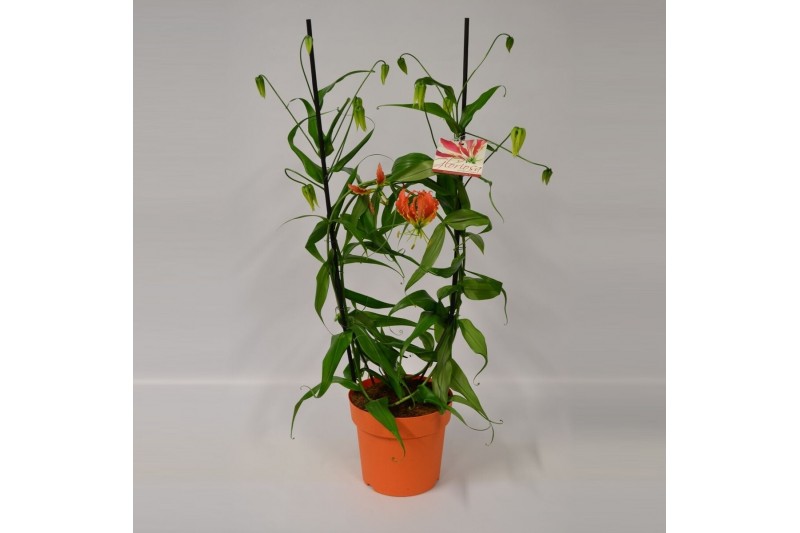 Gloriosa superba rothschildiana boog oranje tst 