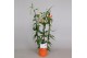Gloriosa superba rothschildiana triangel oranje tst 