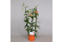 Gloriosa superba rothschildiana triangel oranje tst