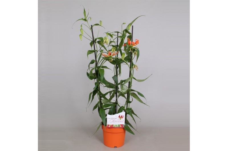 Gloriosa superba rothschildiana triangel oranje tst 