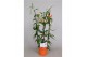 Gloriosa superba rothschildiana triangel oranje tst 