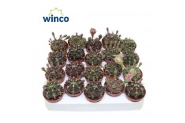 Gymnocalycum mihanovichii Gymnocalycium Friedrichii (flowering)