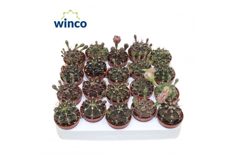 Gymnocalycum mihanovichii Gymnocalycium Friedrichii (flowering) Gymnocalycum mihanovichii Gymnocalycium Friedrichii (flowering)