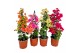 Bougainvillea sanderiana Glabra 
