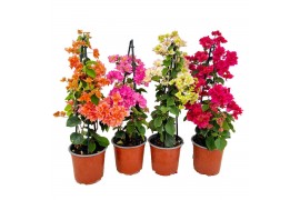 Bougainvillea sanderiana Glabra