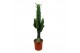 Euphorbia eritrea 
