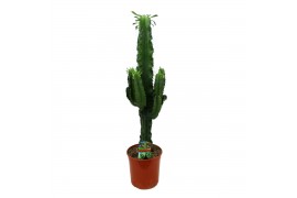Euphorbia eritrea