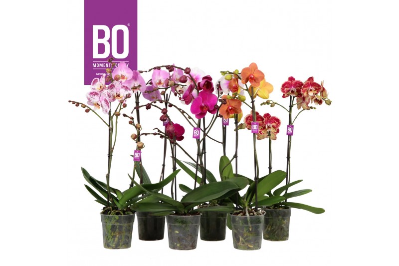 Phalaenopsis mix BO - Funda Mix - 40cm - 2 tak, 13+ bloem 