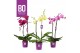 Phalaenopsis mix BO - Funda Mix - 40cm - 2 tak, 13+ bloem 