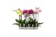 Phalaenopsis mix Funda A2 1-2T Mix 40 cm 5 bl. 1 tak/plnt 