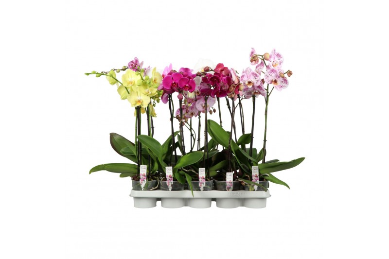 Phalaenopsis mix Funda A2 1-2T Mix 40 cm 5 bl. 1 tak/plnt 