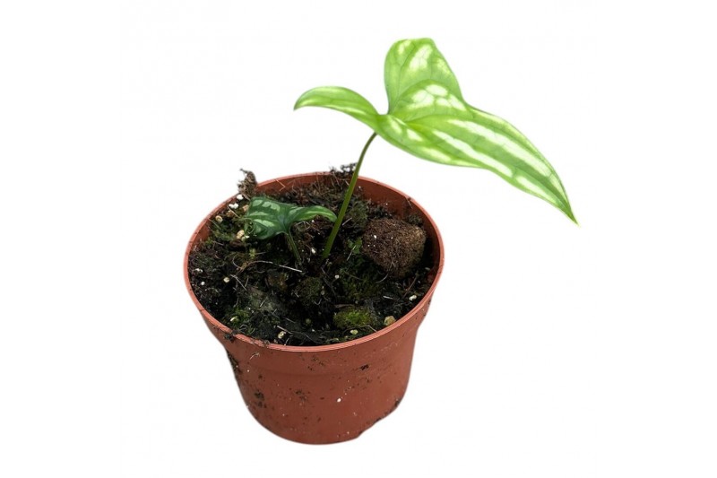 Cercestis mirabilis 