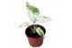 Alocasia macrorrhiza splash 
