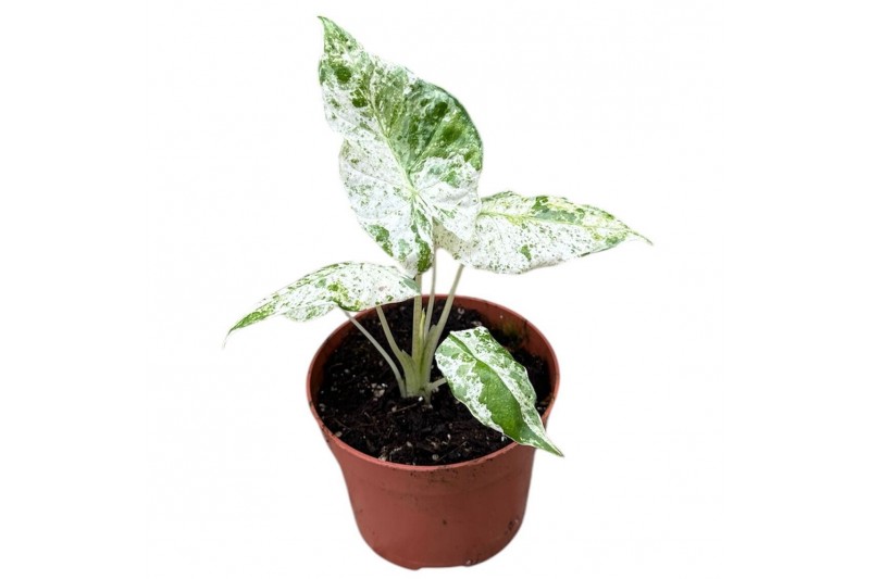 Alocasia macrorrhiza splash 
