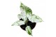 Alocasia macrorrhiza splash 