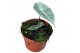 Alocasia Longiloba Silver 
