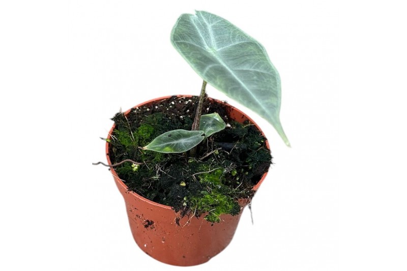 Alocasia Longiloba Silver 
