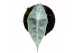 Alocasia Longiloba Silver 