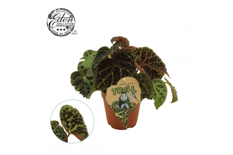 Begonia blad ferox rex - Troll 