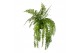 Nephrolepis Macho, 