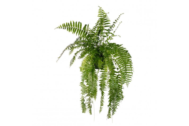 Nephrolepis Macho, 
