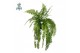 Nephrolepis macho air so pure, 