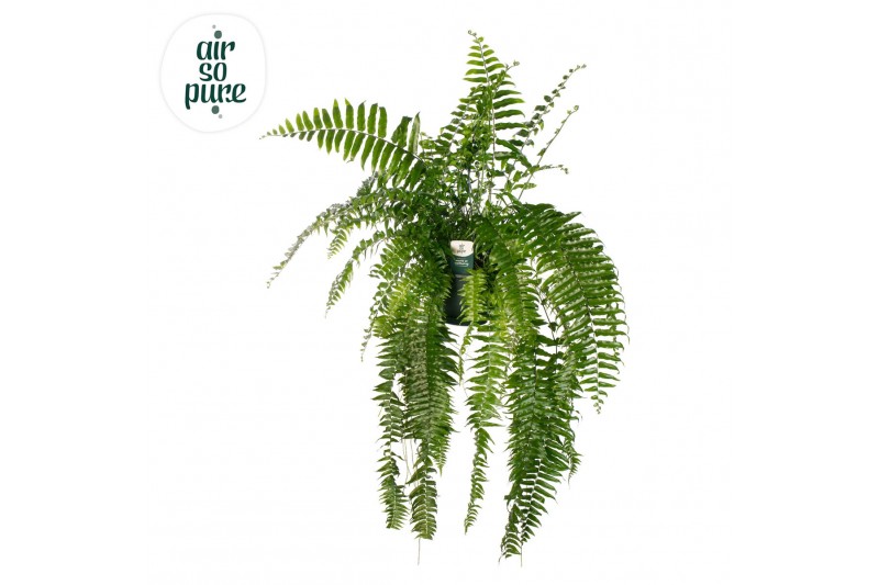 Nephrolepis macho air so pure, 