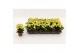 Kalanchoe calandiva geel zonder hoes 