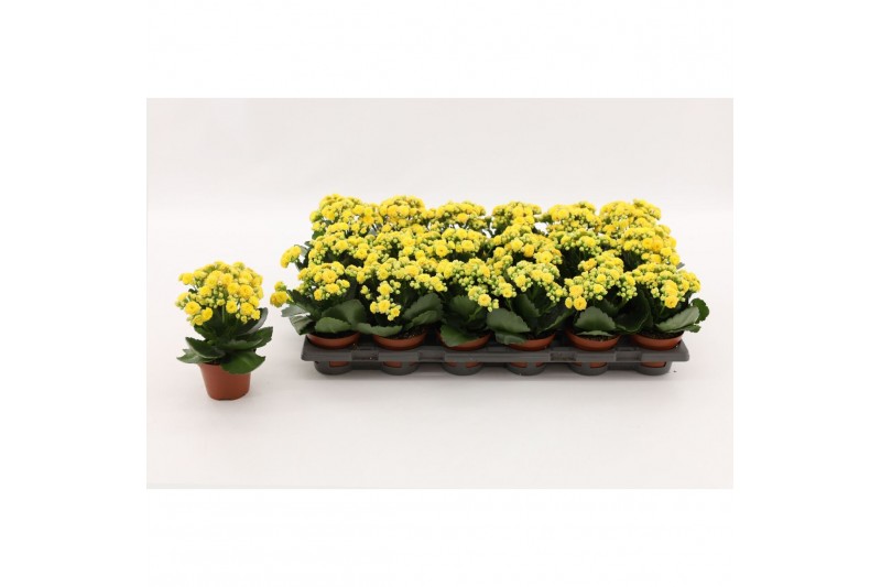 Kalanchoe calandiva geel zonder hoes 