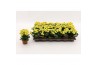 Kalanchoe calandiva geel zonder hoes