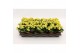 Kalanchoe calandiva geel zonder hoes 