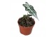 Alocasia Alocasia Nobilis 1 pp 