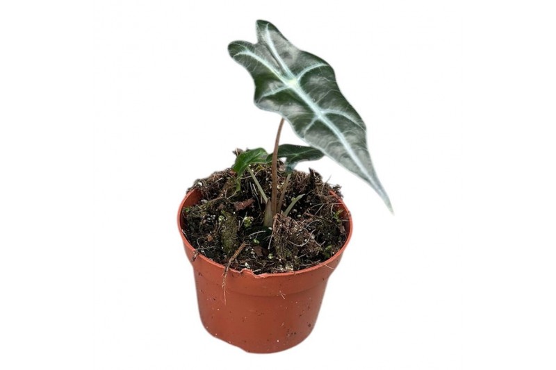 Alocasia Alocasia Nobilis 1 pp 