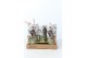 Orchidee Cocoon Orchids,1 tak/plnt,1 tak/plnt 