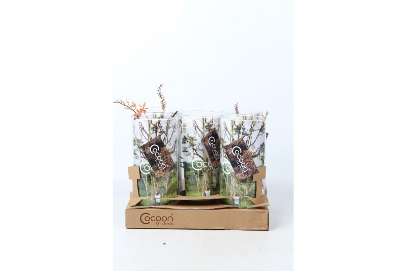 Orchidee Cocoon Orchids,1 tak/plnt,1 tak/plnt 